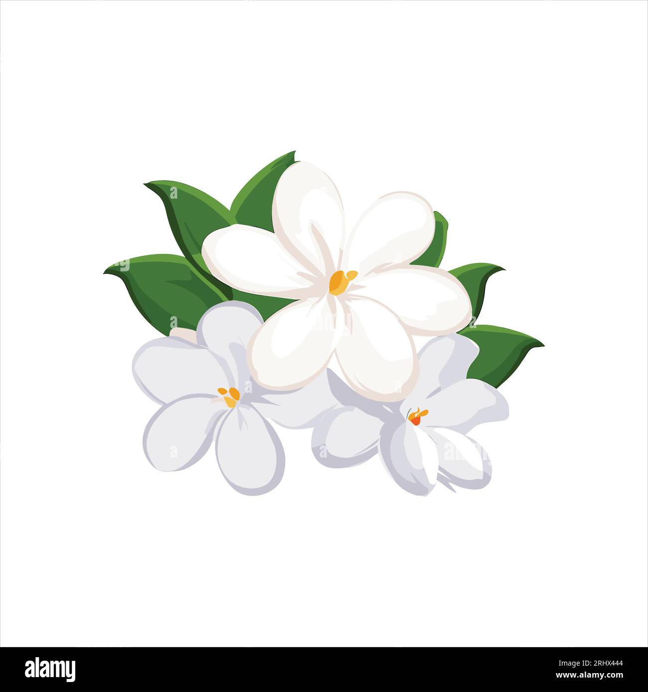 Clipart vector illustration of Jasminer flowers Stock Vector