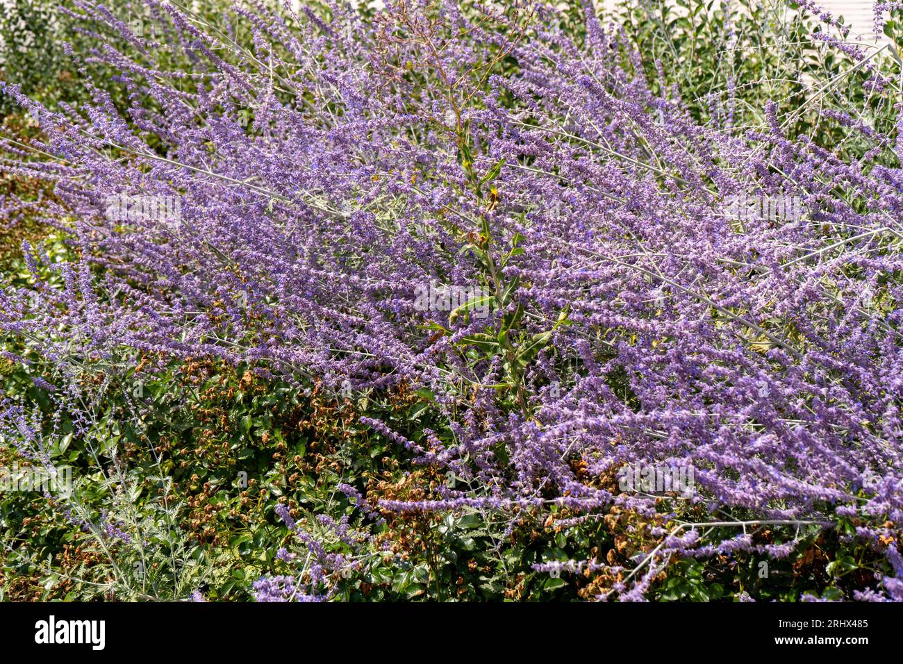 Perovskia atriplicifolia Blue Spire bush close up of blooming sage. Purple perovskia flowers background. Viotel salvia flower in flowerbed garden. Petal bud. Botanical gardening. Floral bloom. Stock Photo