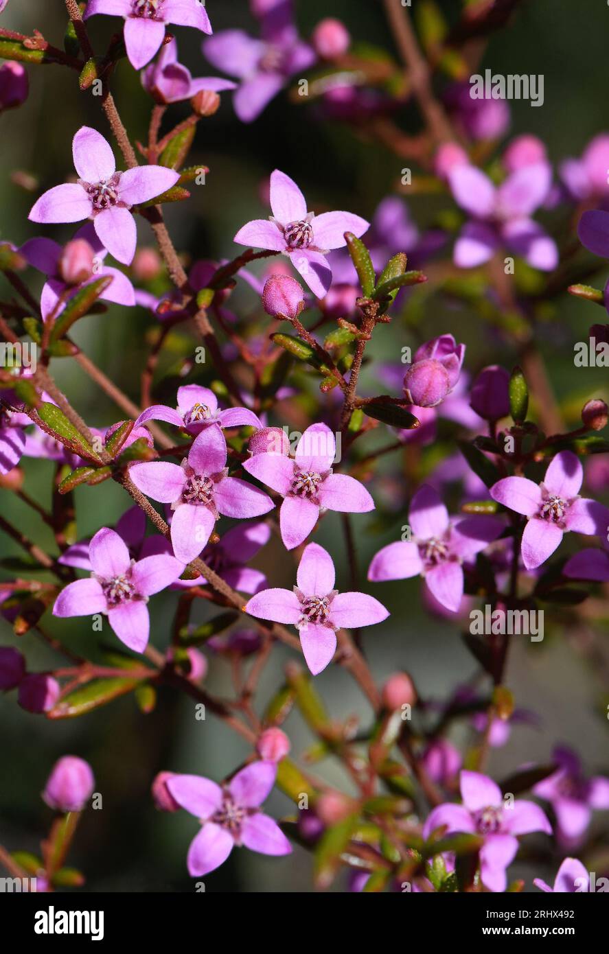 Close up of deep pink flowers of the Australian native Sydney Boronia ledifolia, family Rutaceae. Endemic to heath, woodland and sclerophyll forest Stock Photo