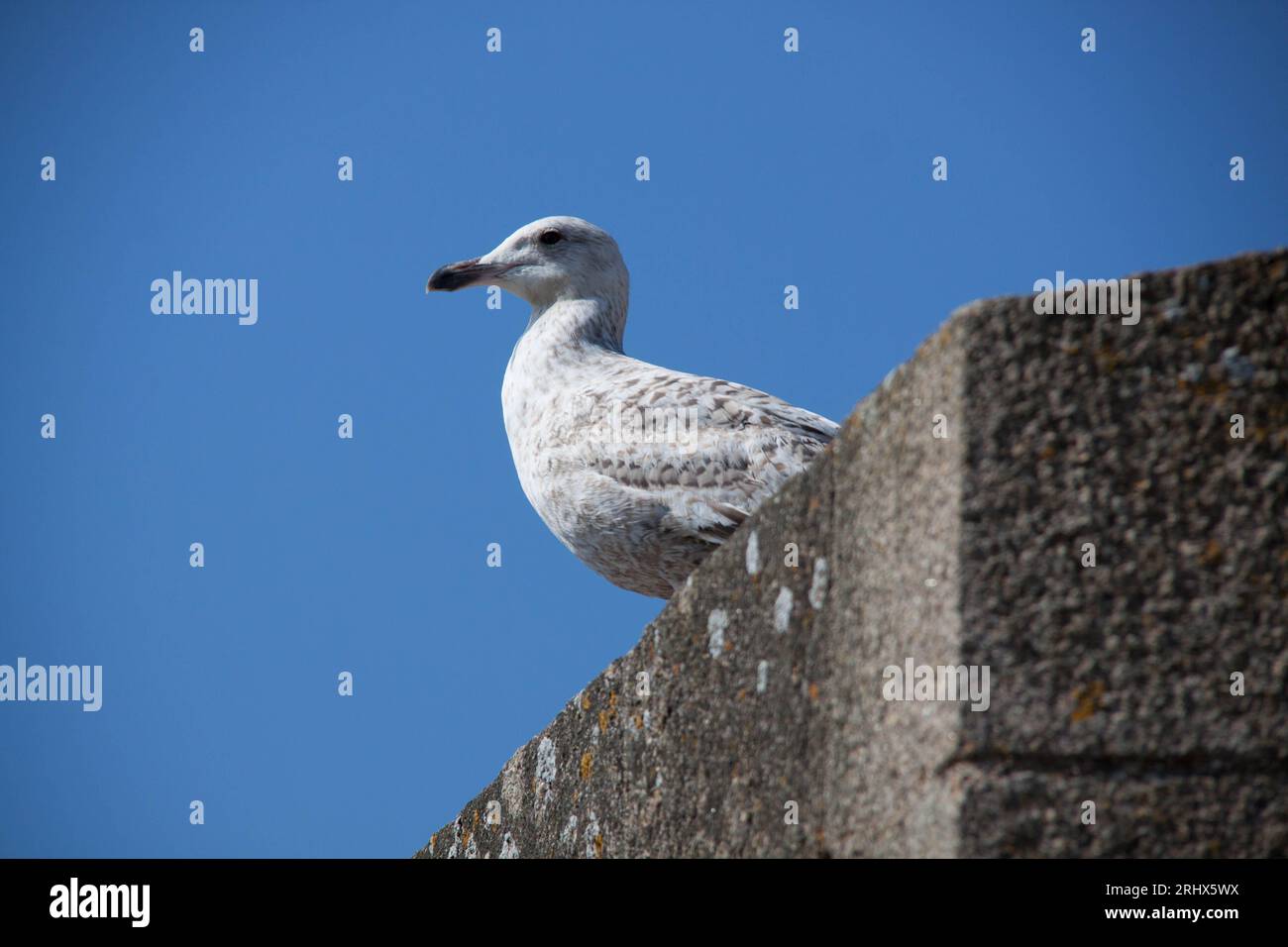 Little bird standing still on the ground Stock Photo Alamy