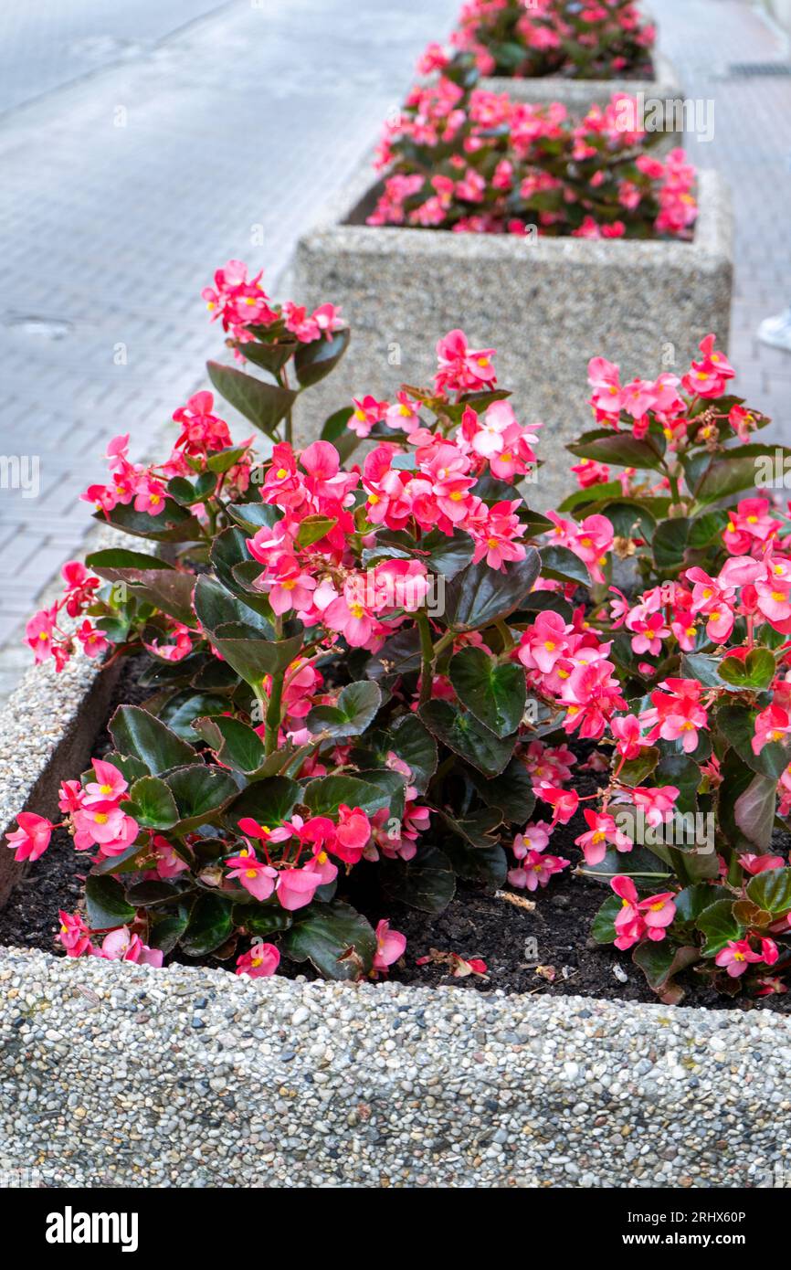 Pink begonias on a street flower bed. Red plant begonia. Flower arrangement in the garden. Gardening landscape design. Grow flowers outside. Flowering in summer. Simple plants tuberous. Stock Photo