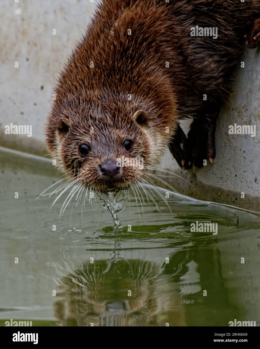 Eurasian Otter (Lutra lutra) Juvenile about to enter water with reflection. Stock Photo