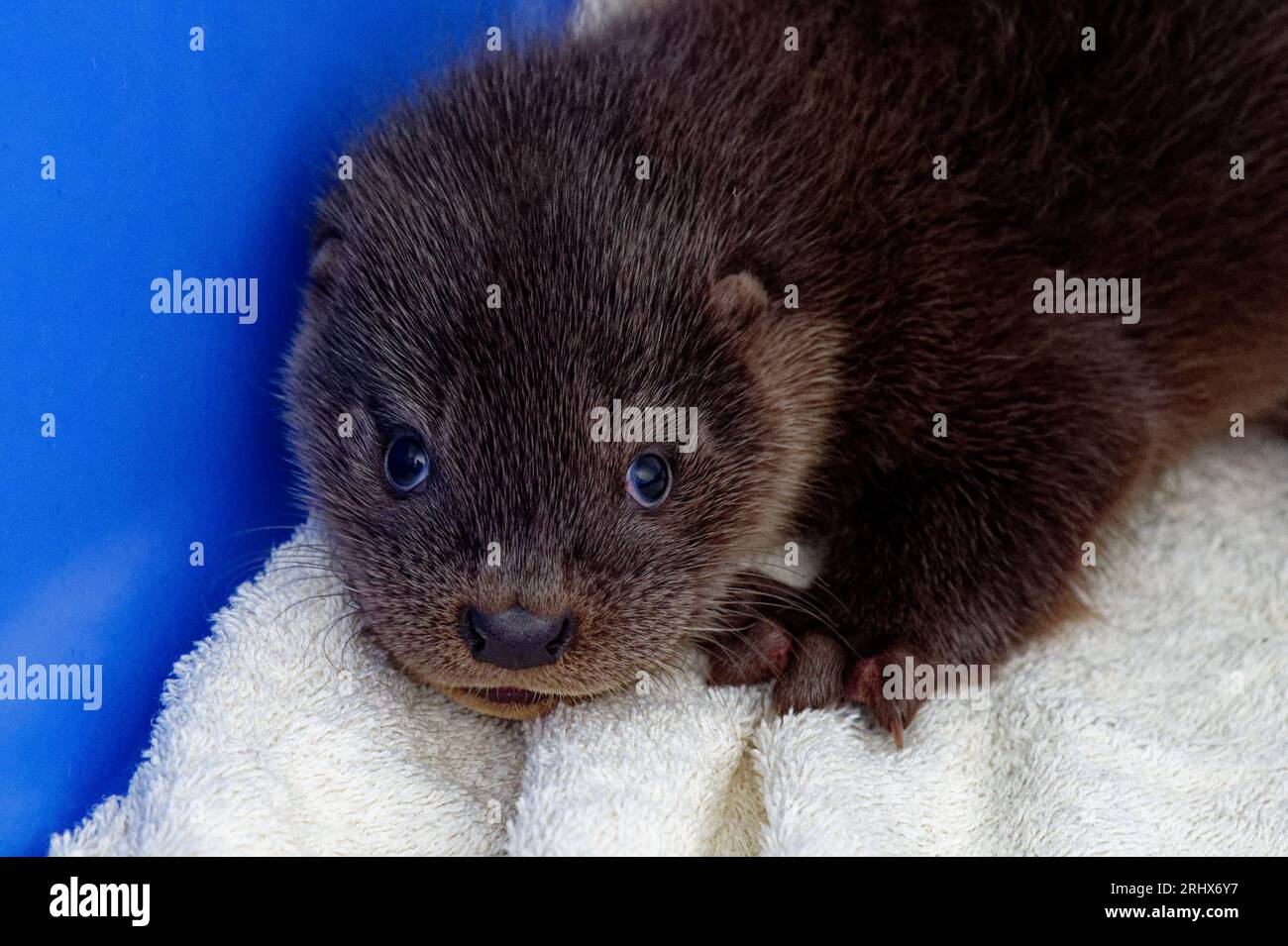 Eurasian Otter (Lutra lutra) Cub 10 weeks old abandoned orphan. Stock Photo