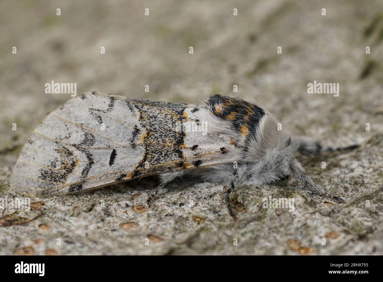 Closeup on the white sallow kitten moth, Furcula furcula sitting on