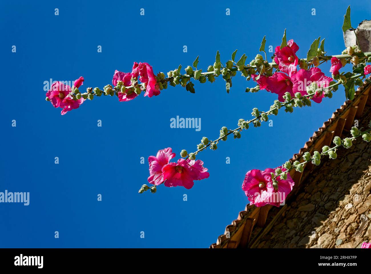 Deep Pink Flowers Rose Color Long Stems Many Buds Blue Sky Deep Pink Flowers Rose Color Long Stems Many Buds Blue Sky