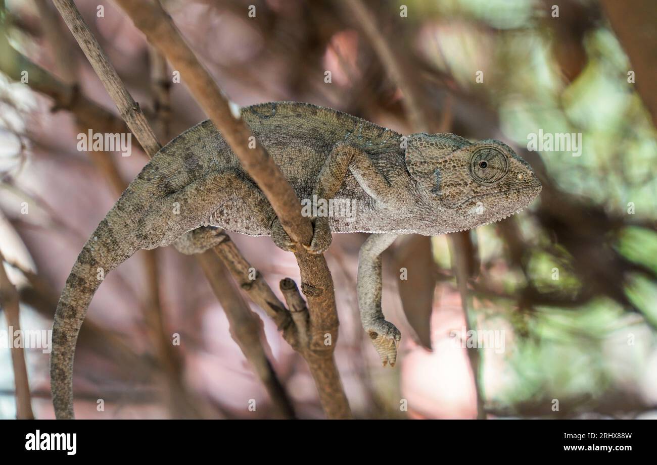 Common chameleon or Mediterranean chameleon (Chamaeleo chamaeleon in a bush, Andalusia, Spain. Stock Photo