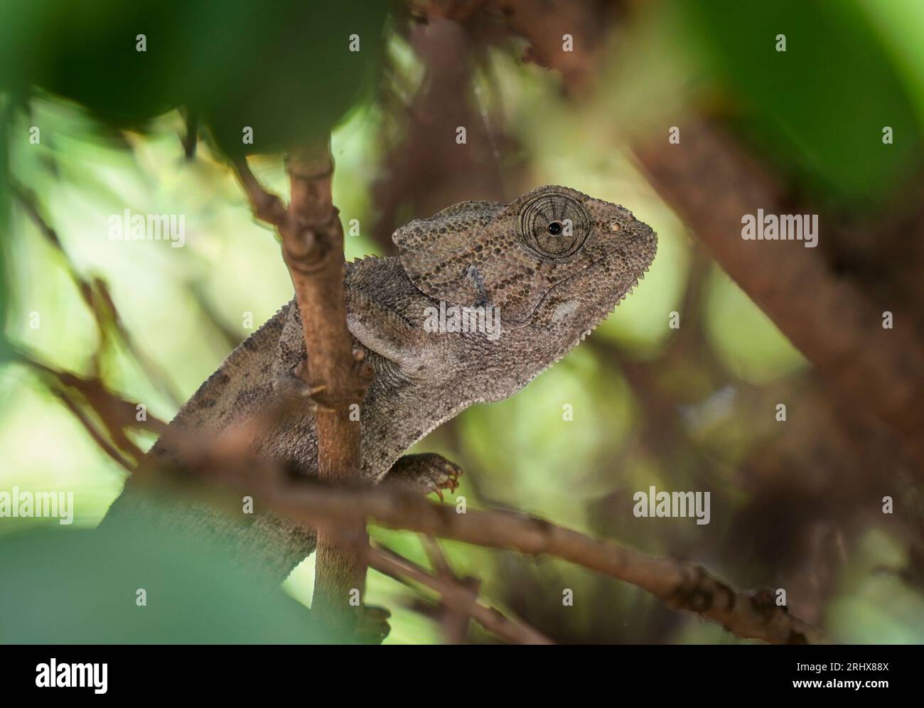Common chameleon or Mediterranean chameleon (Chamaeleo chamaeleon in a bush, Andalusia, Spain. Stock Photo