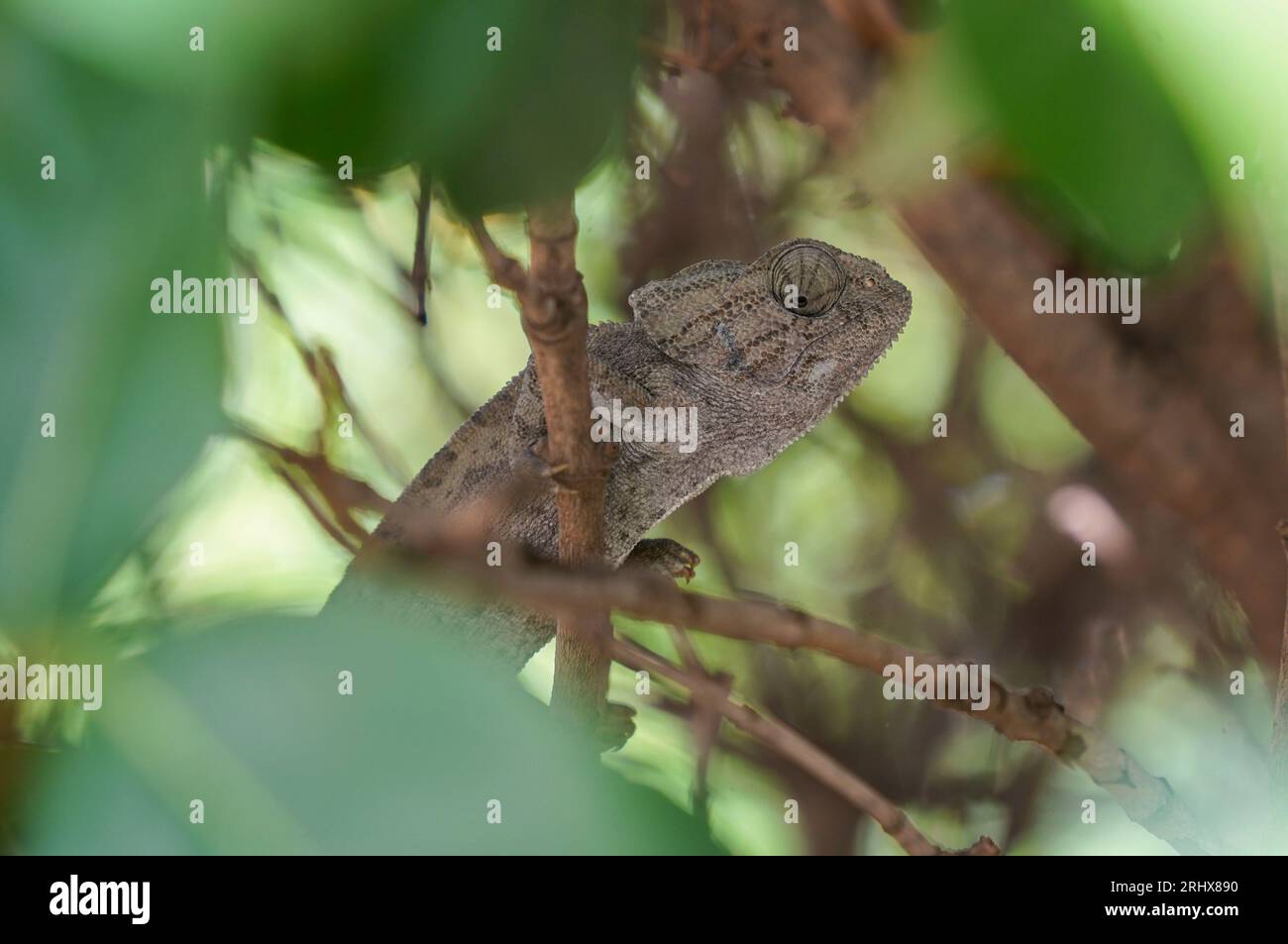 Common chameleon or Mediterranean chameleon (Chamaeleo chamaeleon in a bush, Andalusia, Spain. Stock Photo