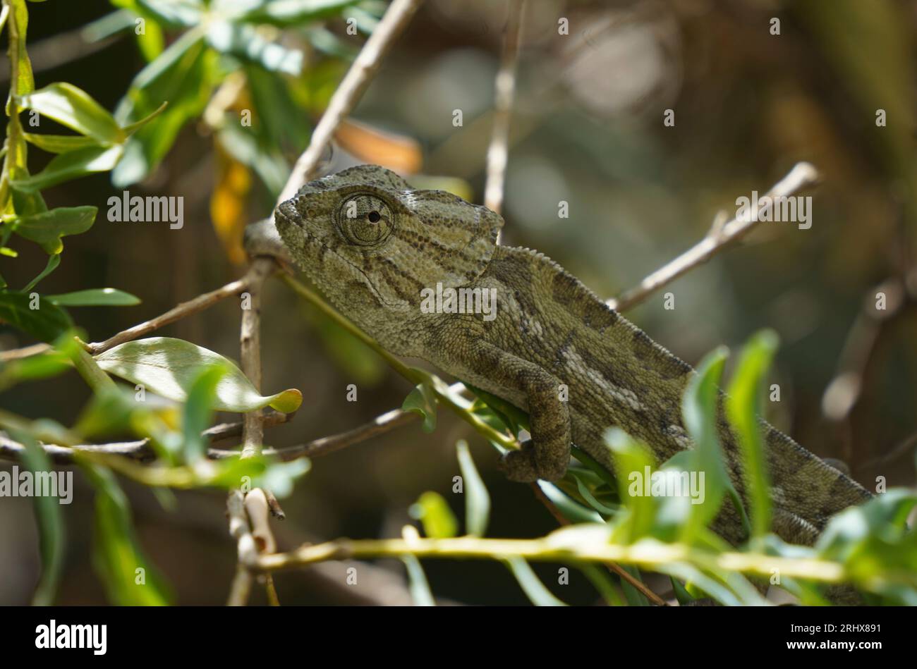 Common chameleon or Mediterranean chameleon (Chamaeleo chamaeleon in a bush, Andalusia, Spain. Stock Photo