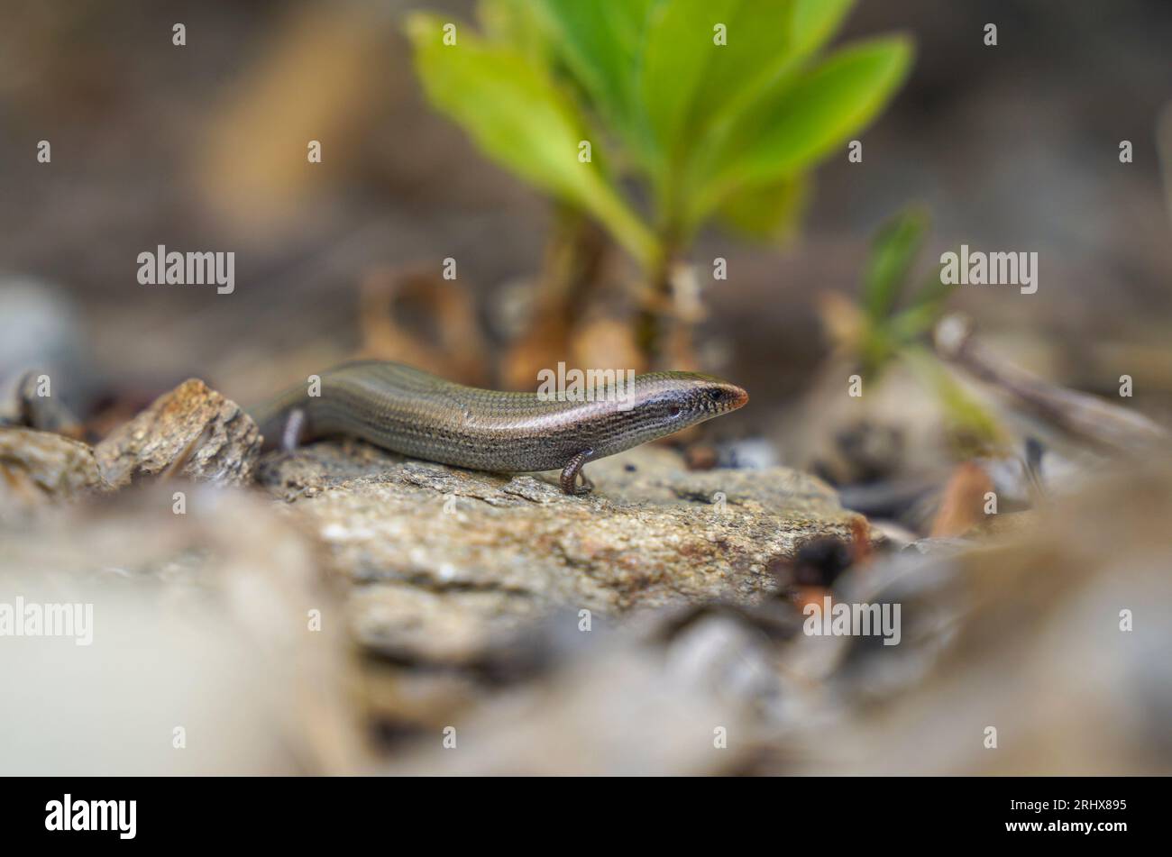 A Bedriaga's skink (Chalcides bedriagai) on a rock coming out of shade, Andalucia, Spain. Stock Photo