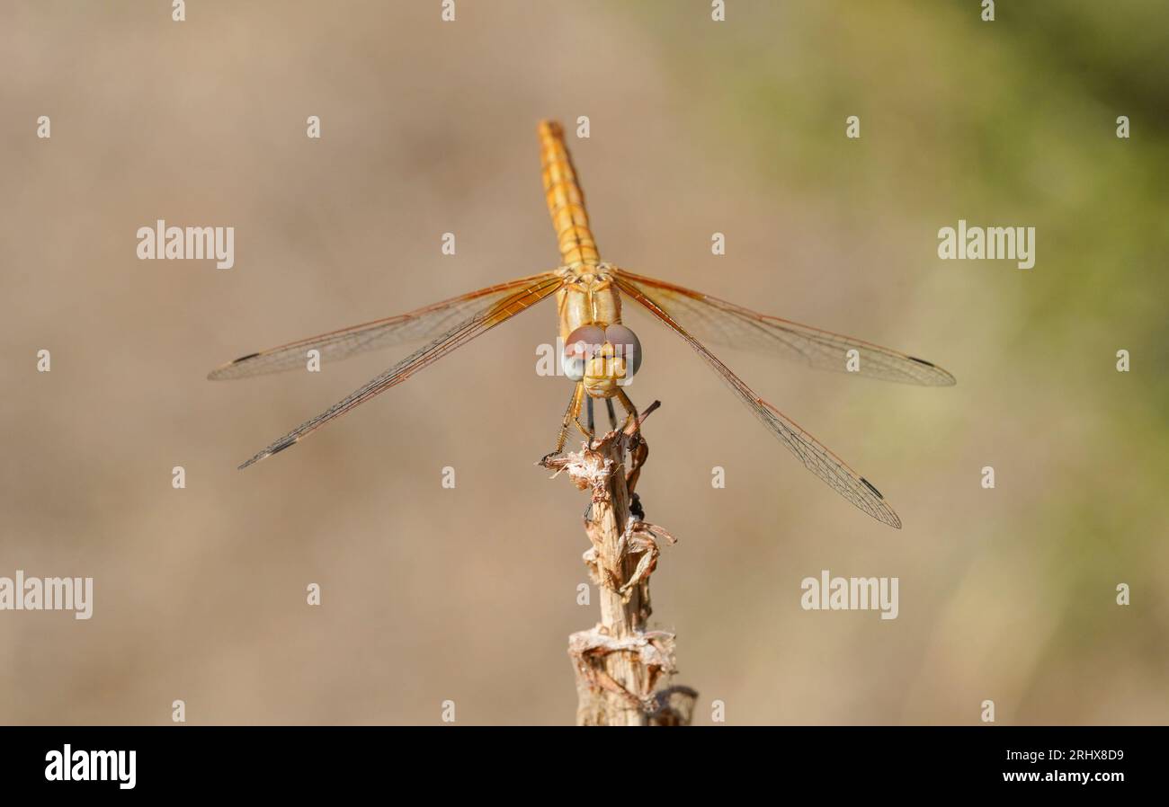 Orange-winged dropwing, Trithemis kirbyi, female, Spain. Stock Photo