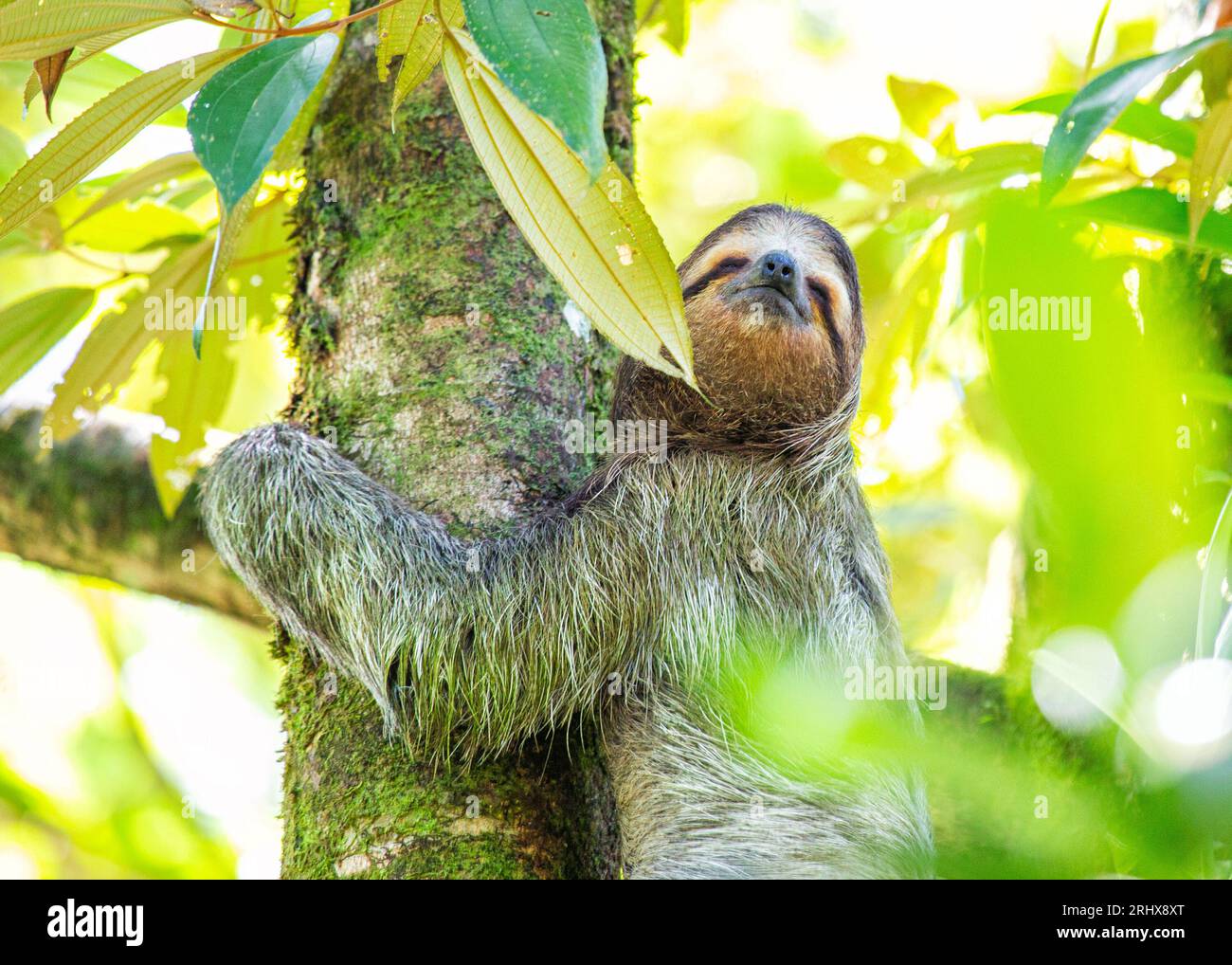 Discover the adorable brown-throated three-toed sloth from Costa Rica's lush rainforests. Its slow-paced charm captivates all. Stock Photo