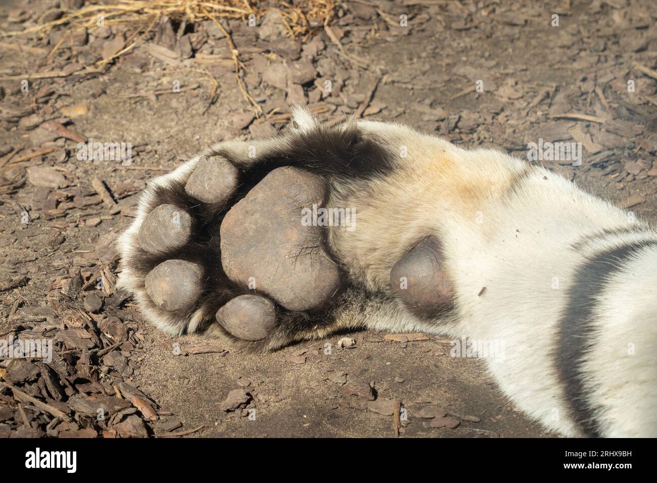 Real Tiger Paw Size