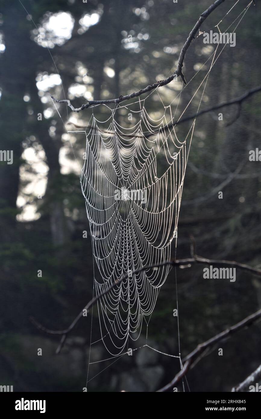 Fantastic pattern of woven silk in a web between tree branches Stock ...