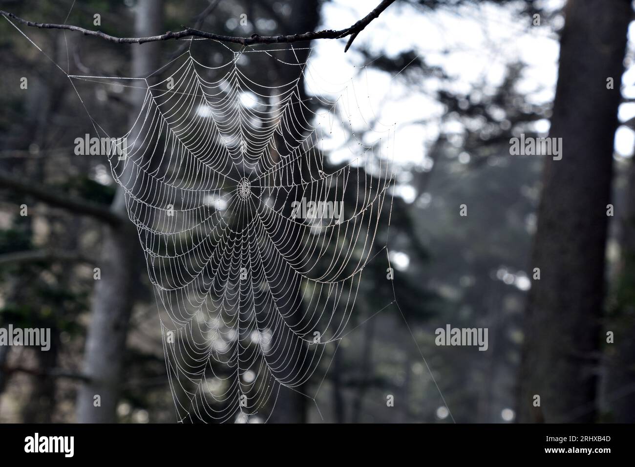 Spider web woven among tree branches in the summer time Stock Photo - Alamy