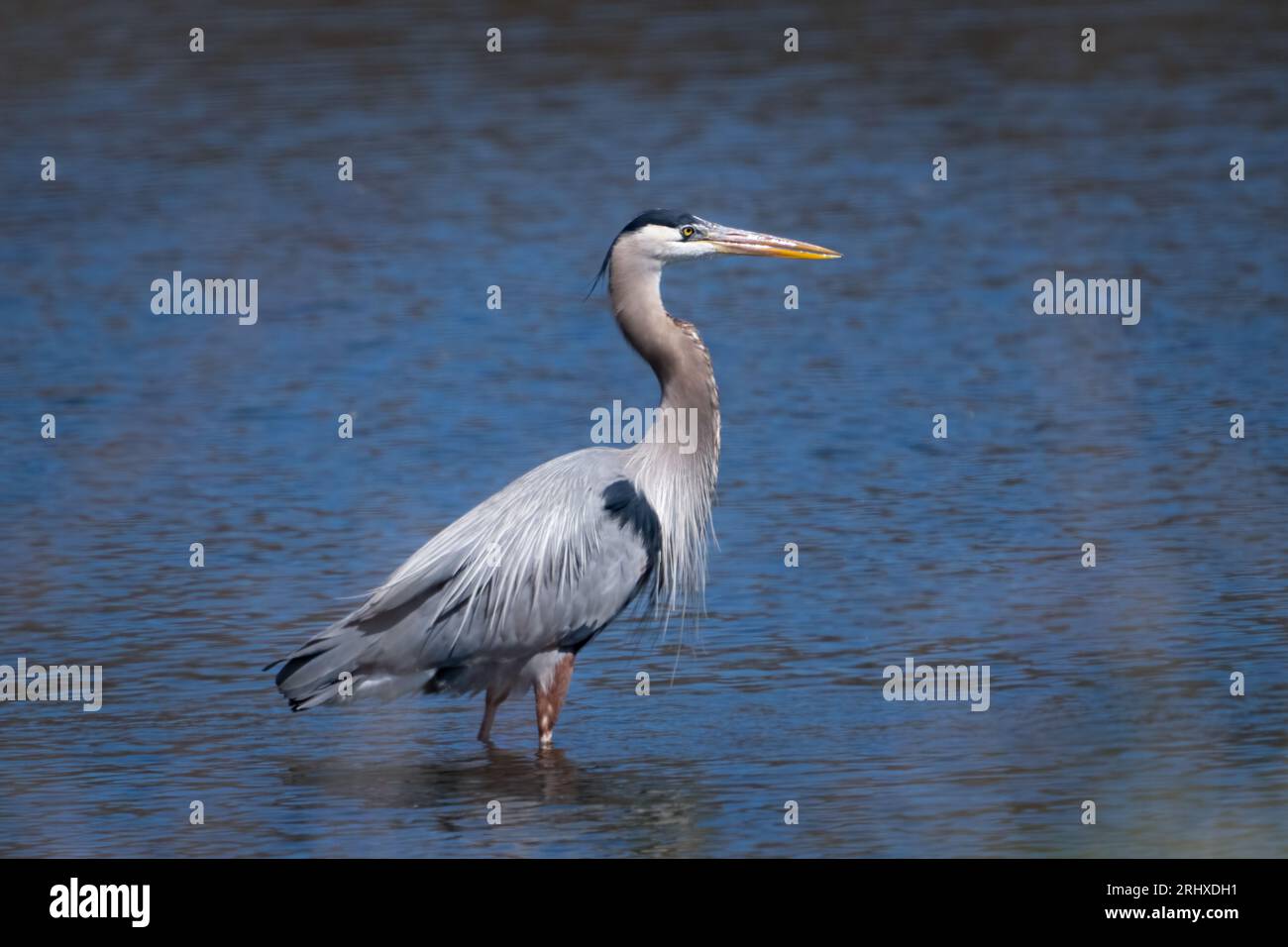 Herons are long-legged, long-necked freshwater and coastal birds in the family Ardeidae, with 72 recognized species. I photographed these in Kansas Stock Photo