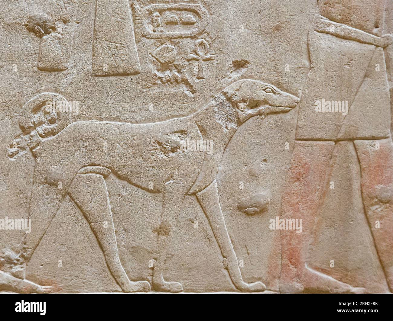 Egypt, Saqqara, tomb of Ankhmahor, procession of offering bringers. Dog