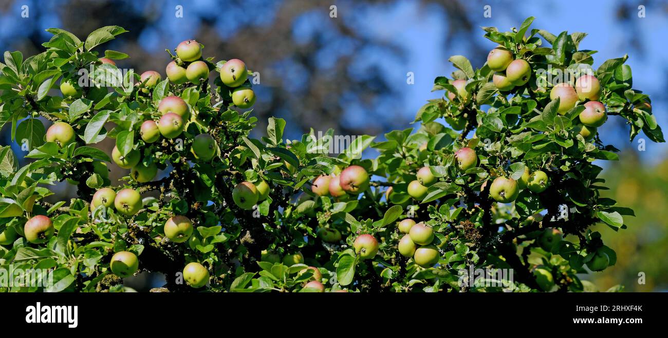 The apple is a fruit. This is partly due to zhe wide variety of varieties, but also, of course, their delicious taste. In additions, apples are avalia Stock Photo
