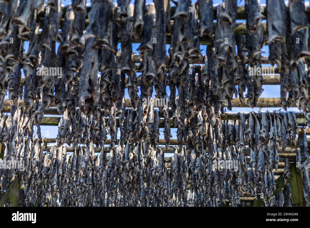 Low angle of traditional open air stock fish drying Gadus morhua on ...