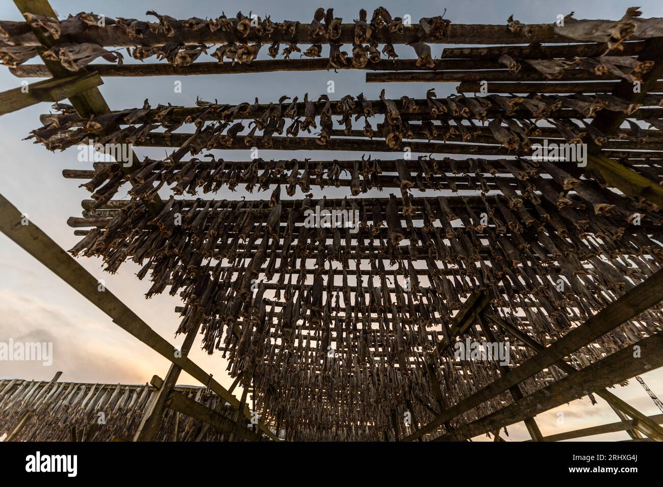 Low angle of traditional open air stock fish drying Gadus morhua on ...