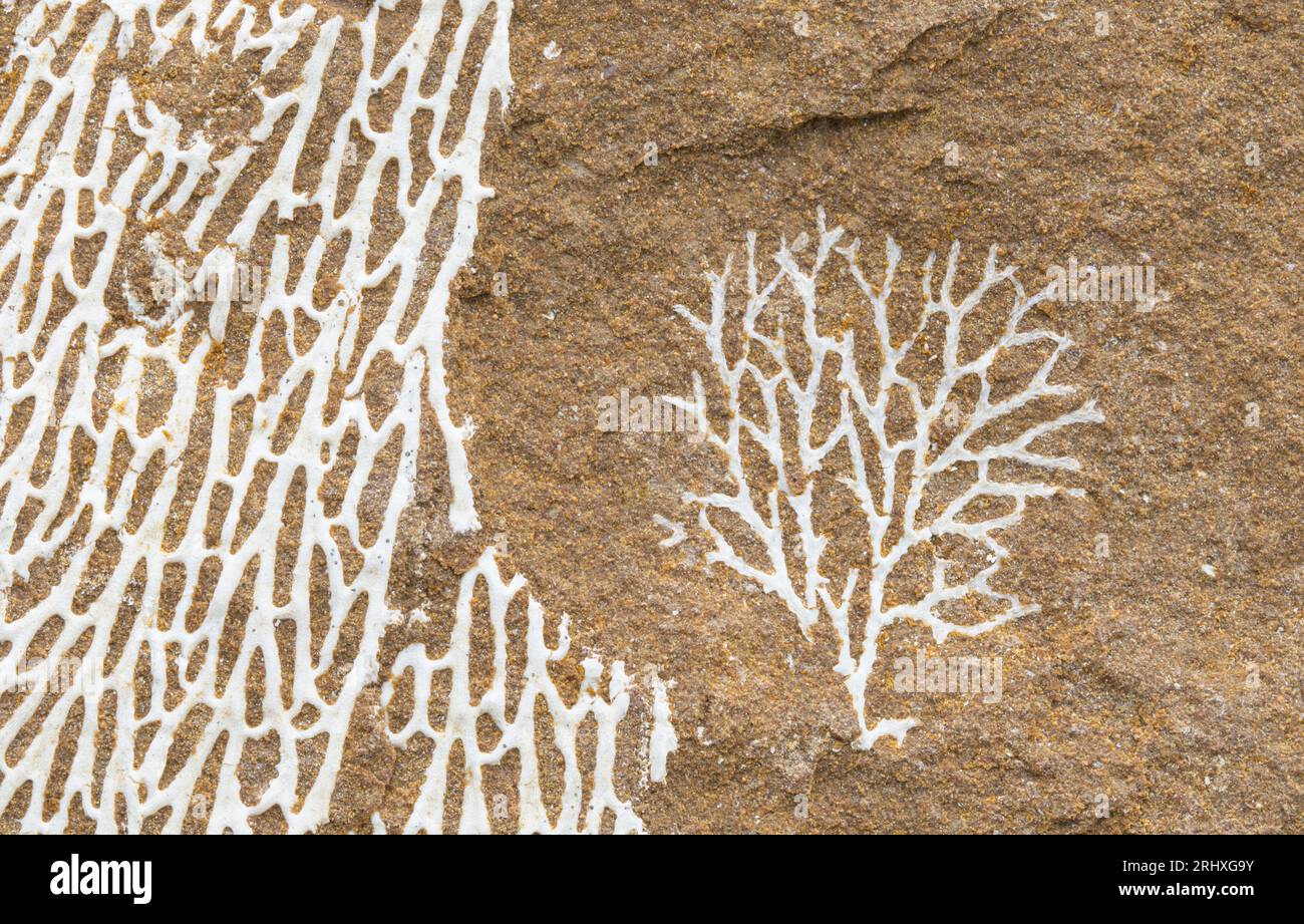 Bryozoans commonly known as moss animals invertebrates that live in