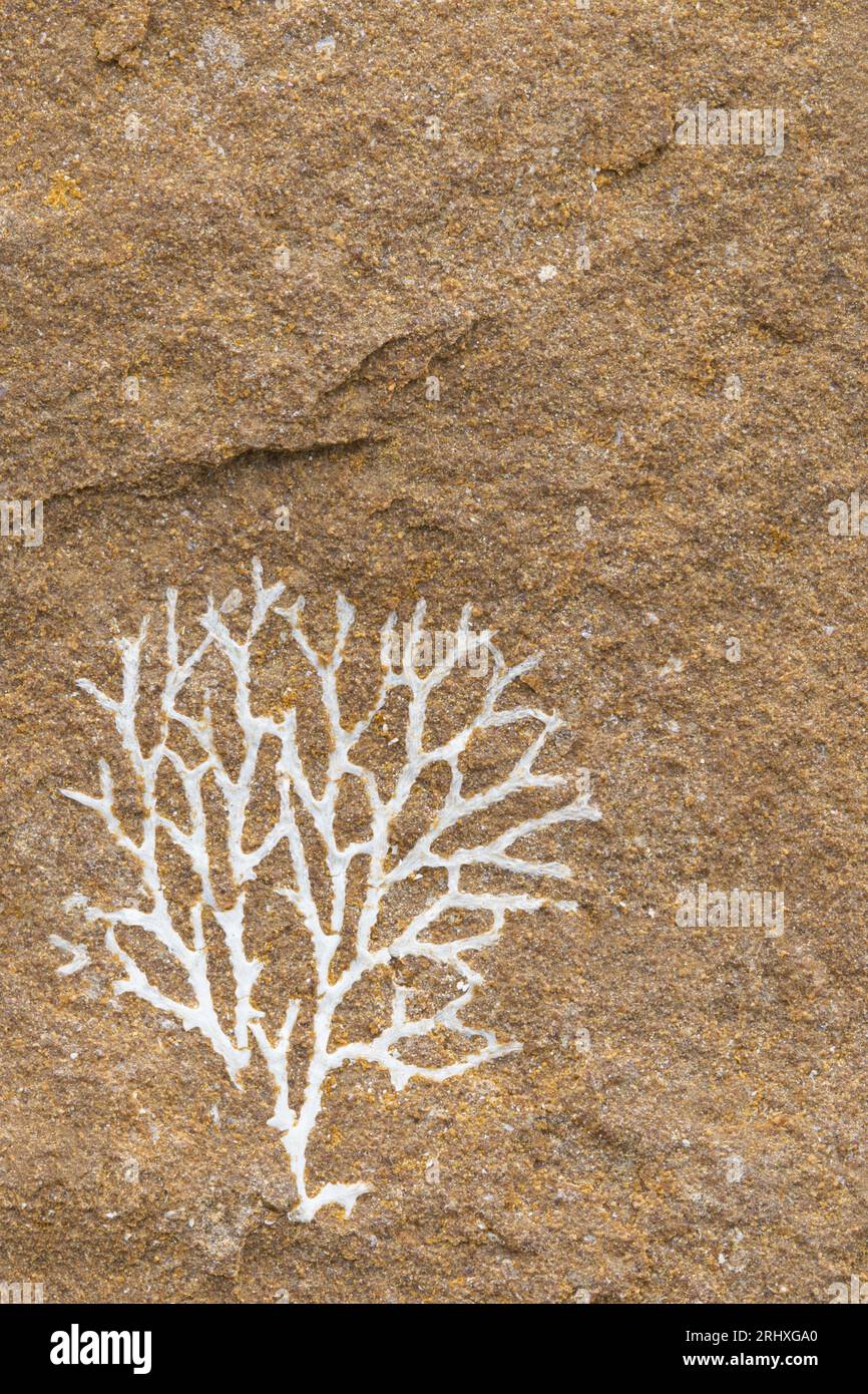 Bryozoans commonly known as moss animals invertebrates that live in