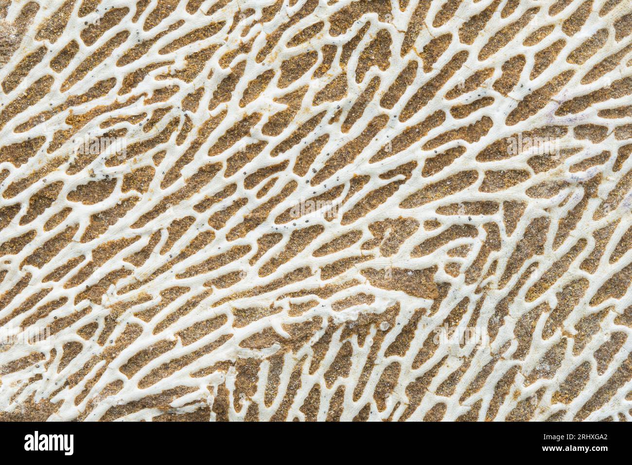 Bryozoans commonly known as moss animals invertebrates that live in