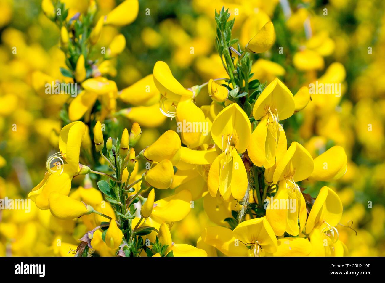 Broom in full flower hi-res stock photography and images - Alamy