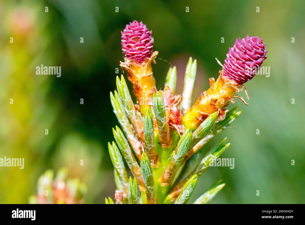 Scot's Pine (pinus sylvestris), close up of the small pink female flowers of the common evergreen tree. Stock Photo
