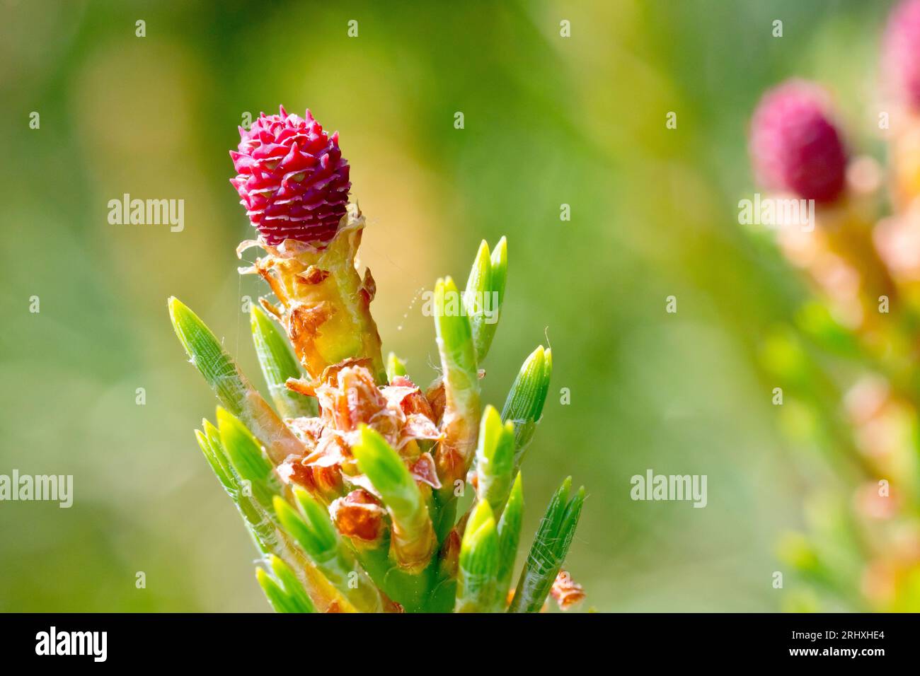 Scot's Pine (pinus sylvestris), close up of the small pink female flower of the common evergreen tree. Stock Photo