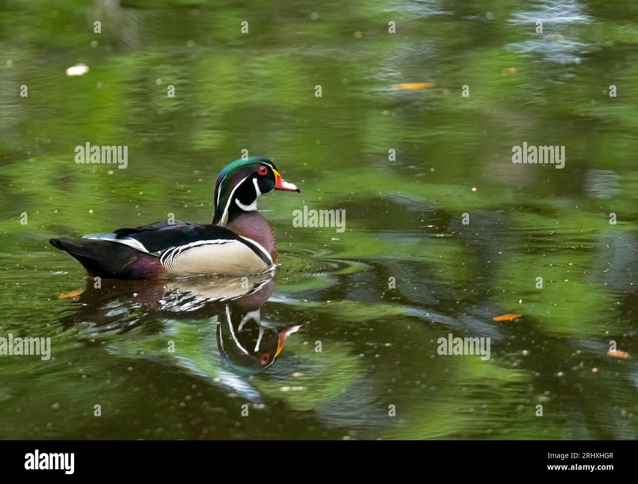 Wood Duck drake reflects in calm water Stock Photo