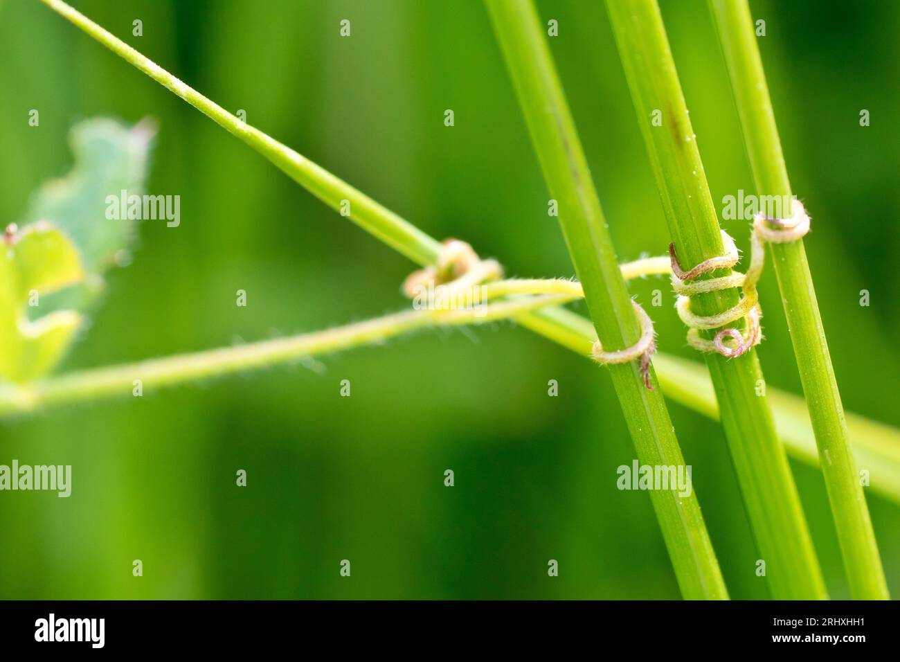 Close up of the tendrils at the end of a branch of Common Vetch (vicia sativa) clasping three grass stems in order to support the plant as it grows. Stock Photo