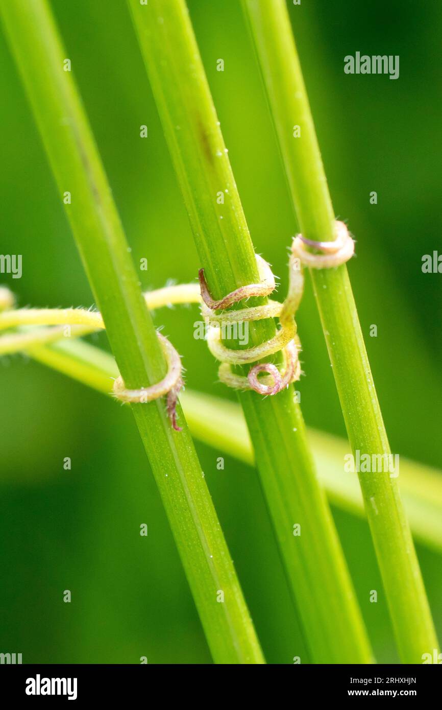 Close up of the tendrils at the end of a branch of Common Vetch (vicia sativa) clasping three grass stems in order to support the plant as it grows. Stock Photo