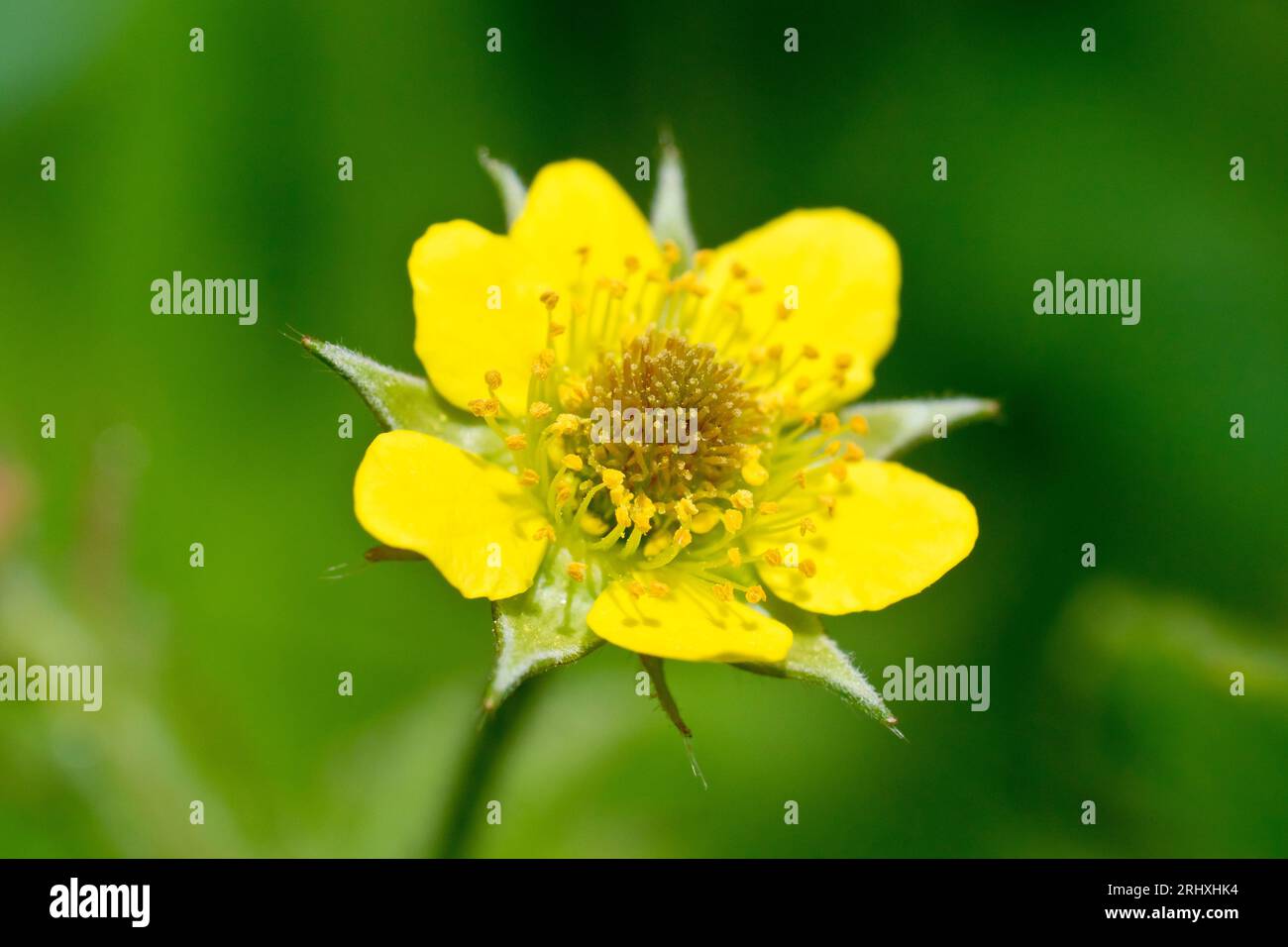 Wood Avens or Herb Bennet (geum urbanum), close up of a solitary yellow flower of the common woodland plant, isolated from the background. Stock Photo