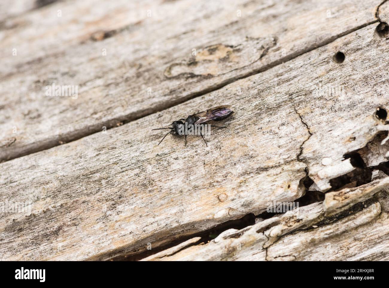 Resting Aphid Wasp (Pemphredon sp) Stock Photo