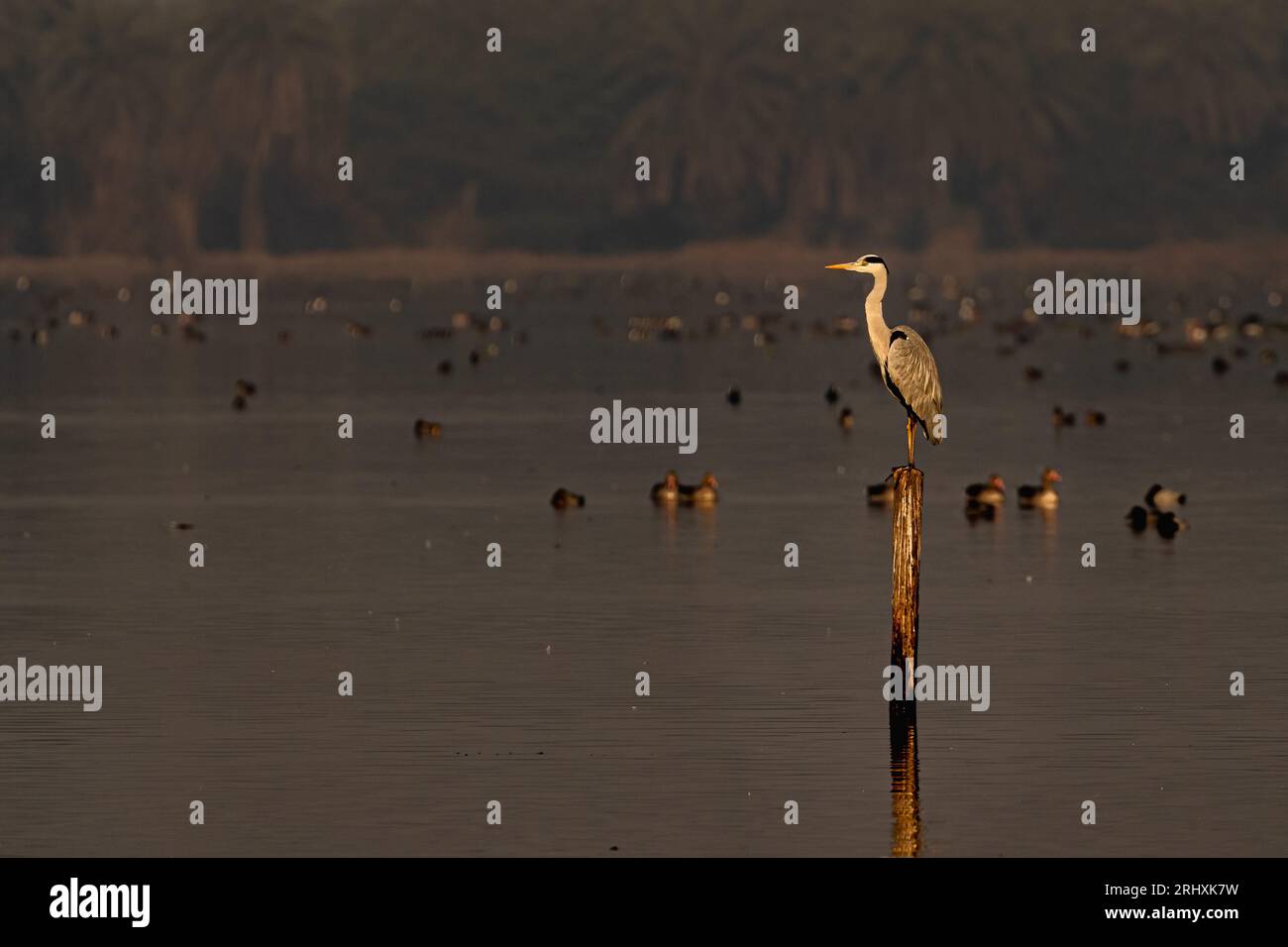 A Grey Heron sitting on a pole Stock Photo