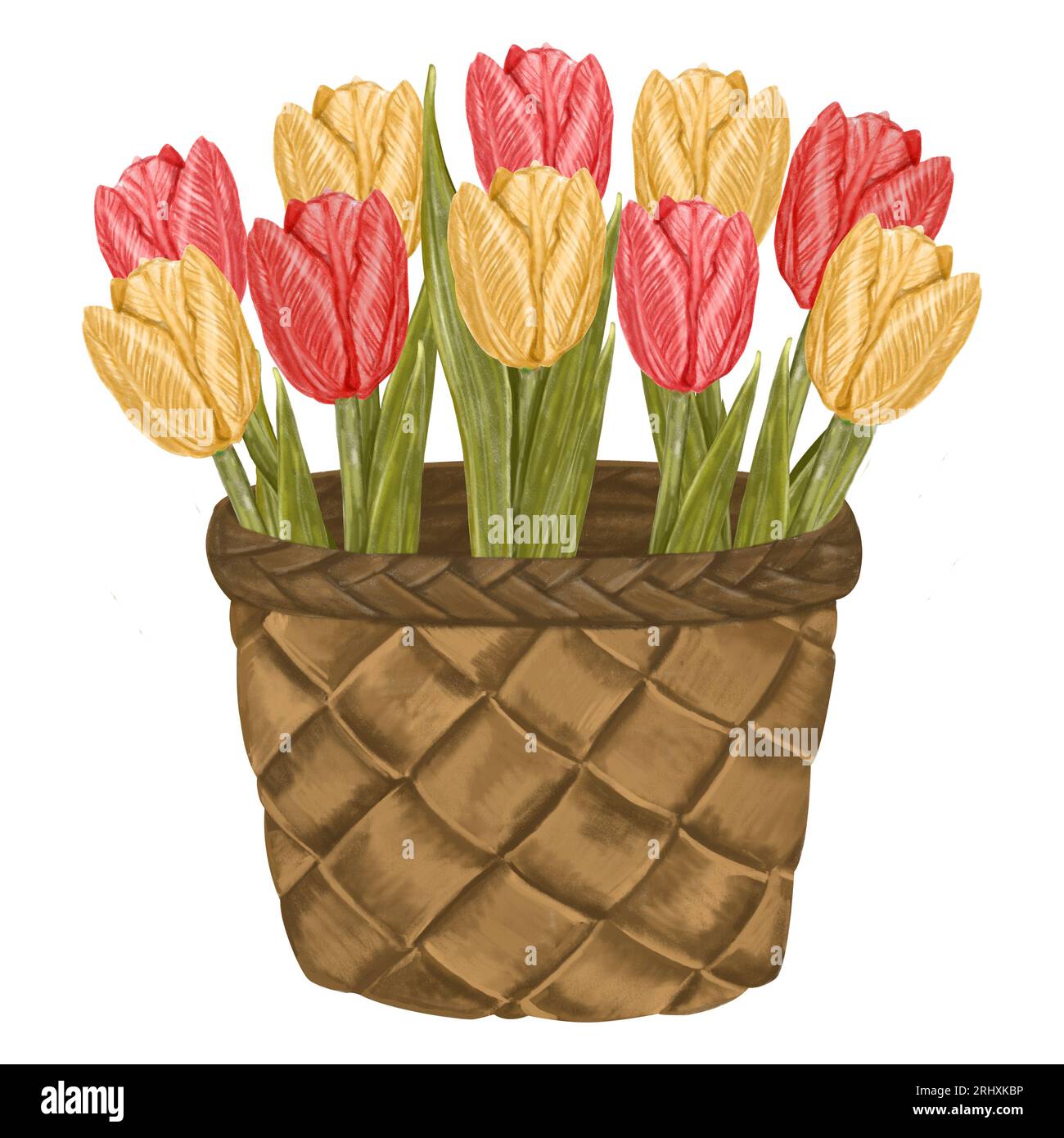 Watercolor basket of tulips yellow and pink. Flower arrangement ...