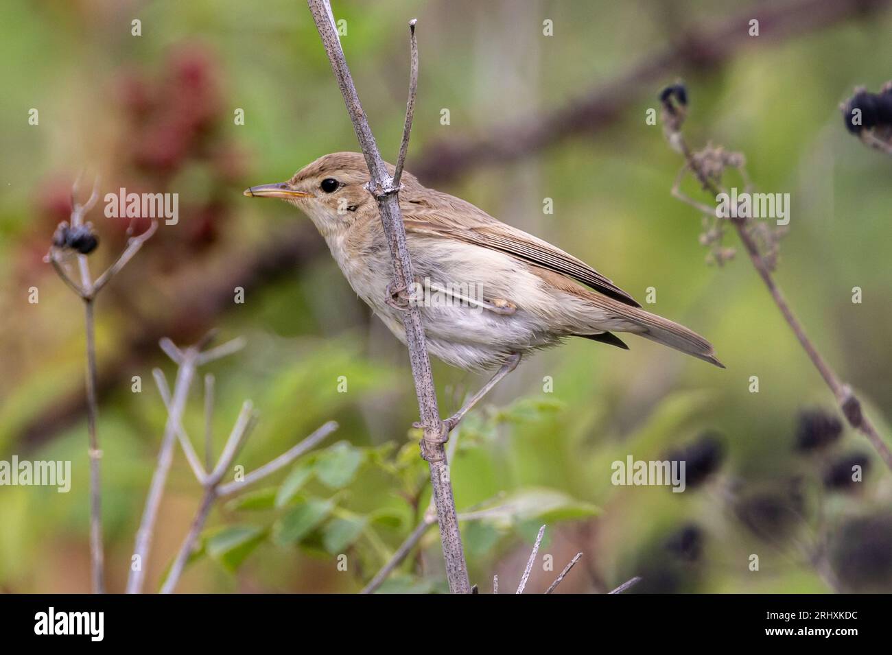 Booted Warbler (Iduna caligata) - vagant individual at Landguard Point ...