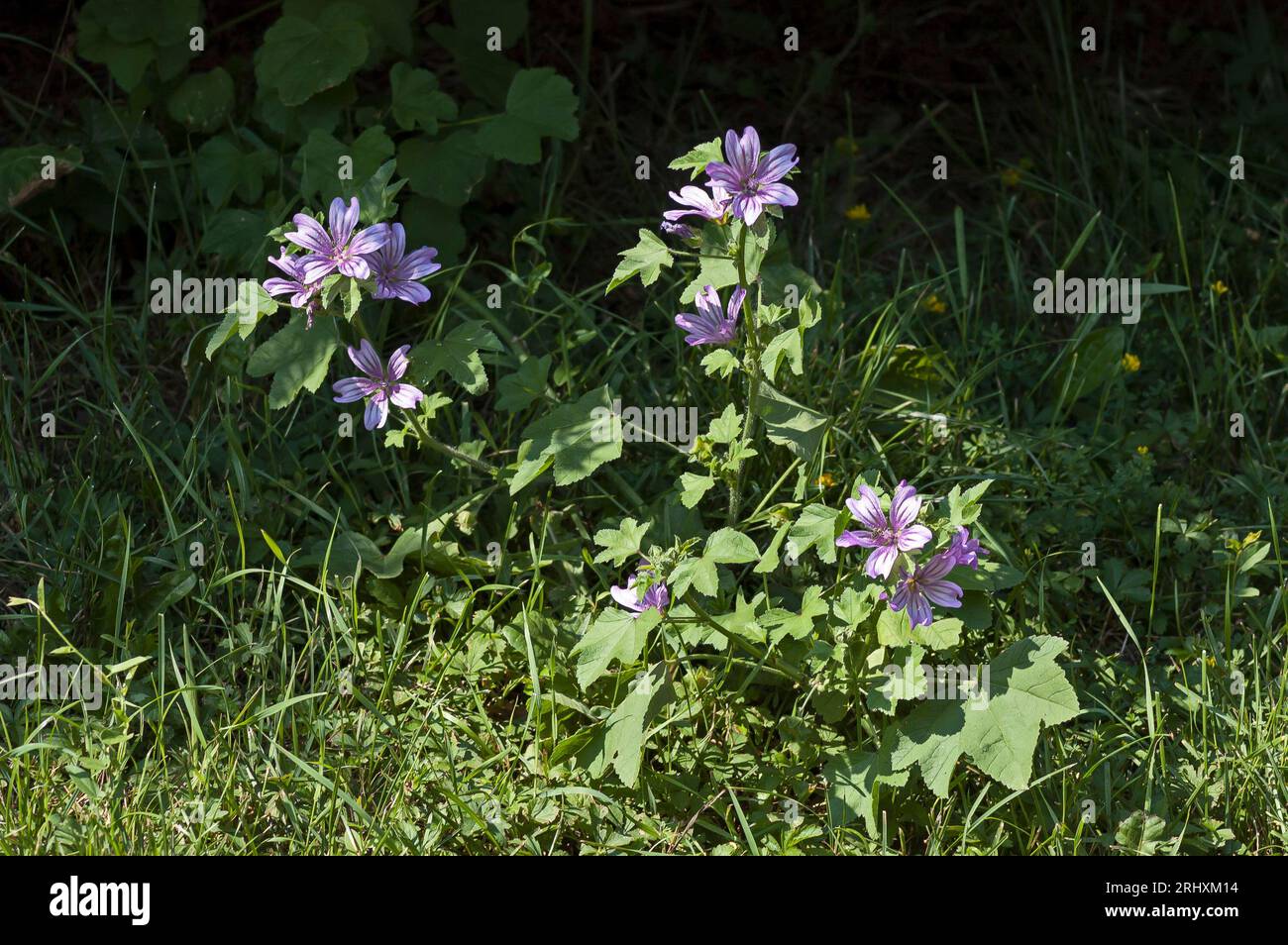 A look at Common mallow or Malva sylvestris for herbal medicine, Sofia, Bulgaria Stock Photo