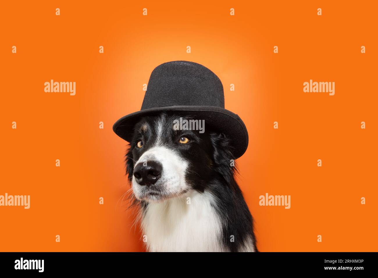 Border collie hat 2025