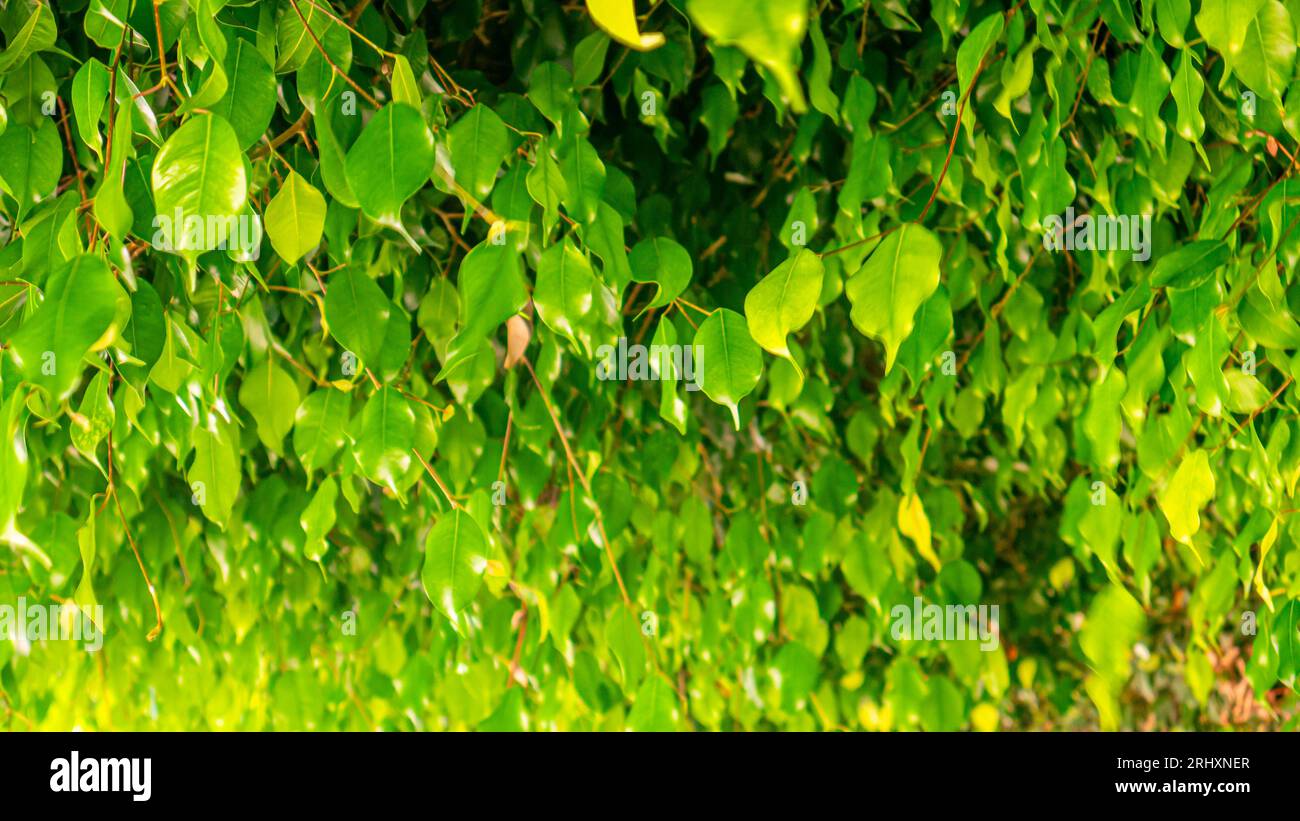 A canopy of leaves Stock Photo