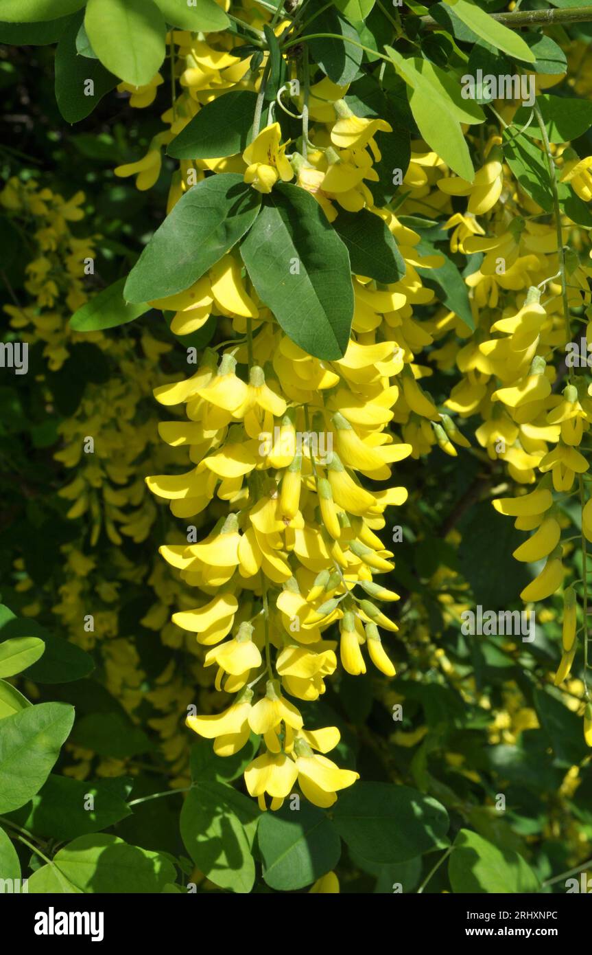 In the spring, the acacia yellow bush grows and blooms (Caragana arborescens) Stock Photo