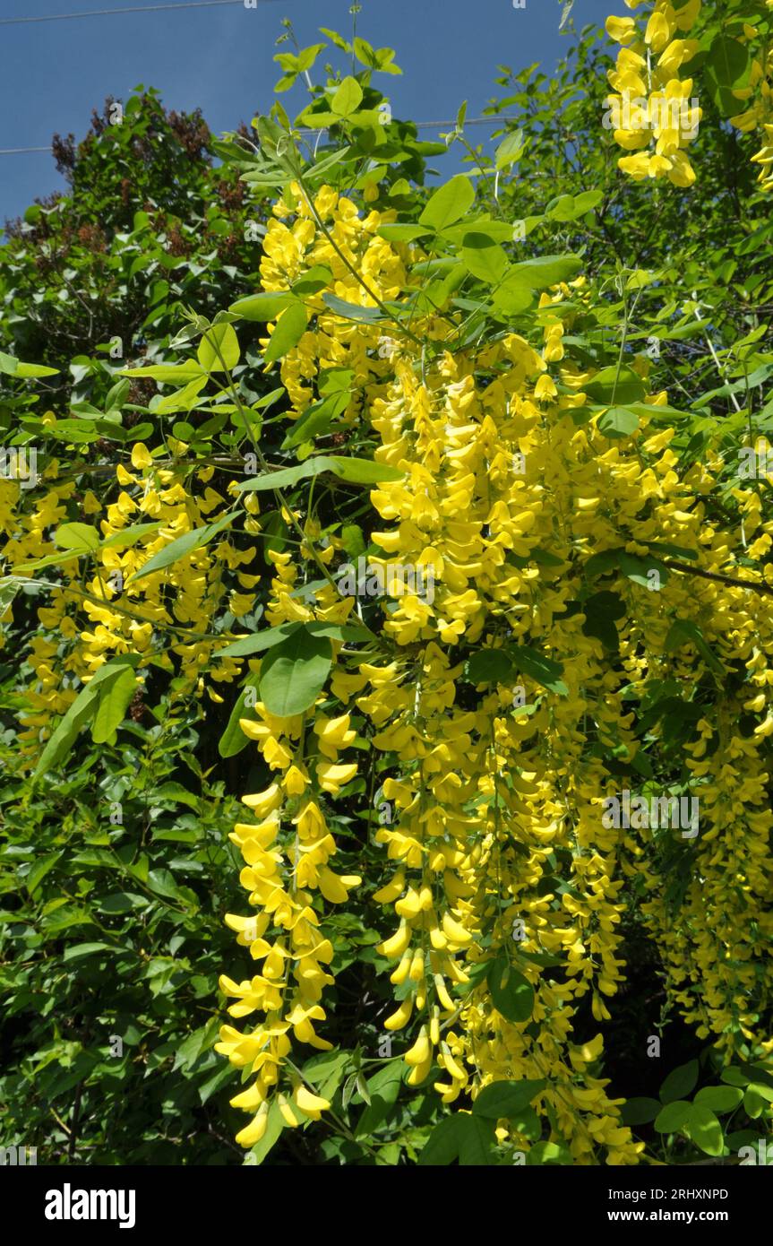 In the spring, the acacia yellow bush grows and blooms (Caragana arborescens) Stock Photo