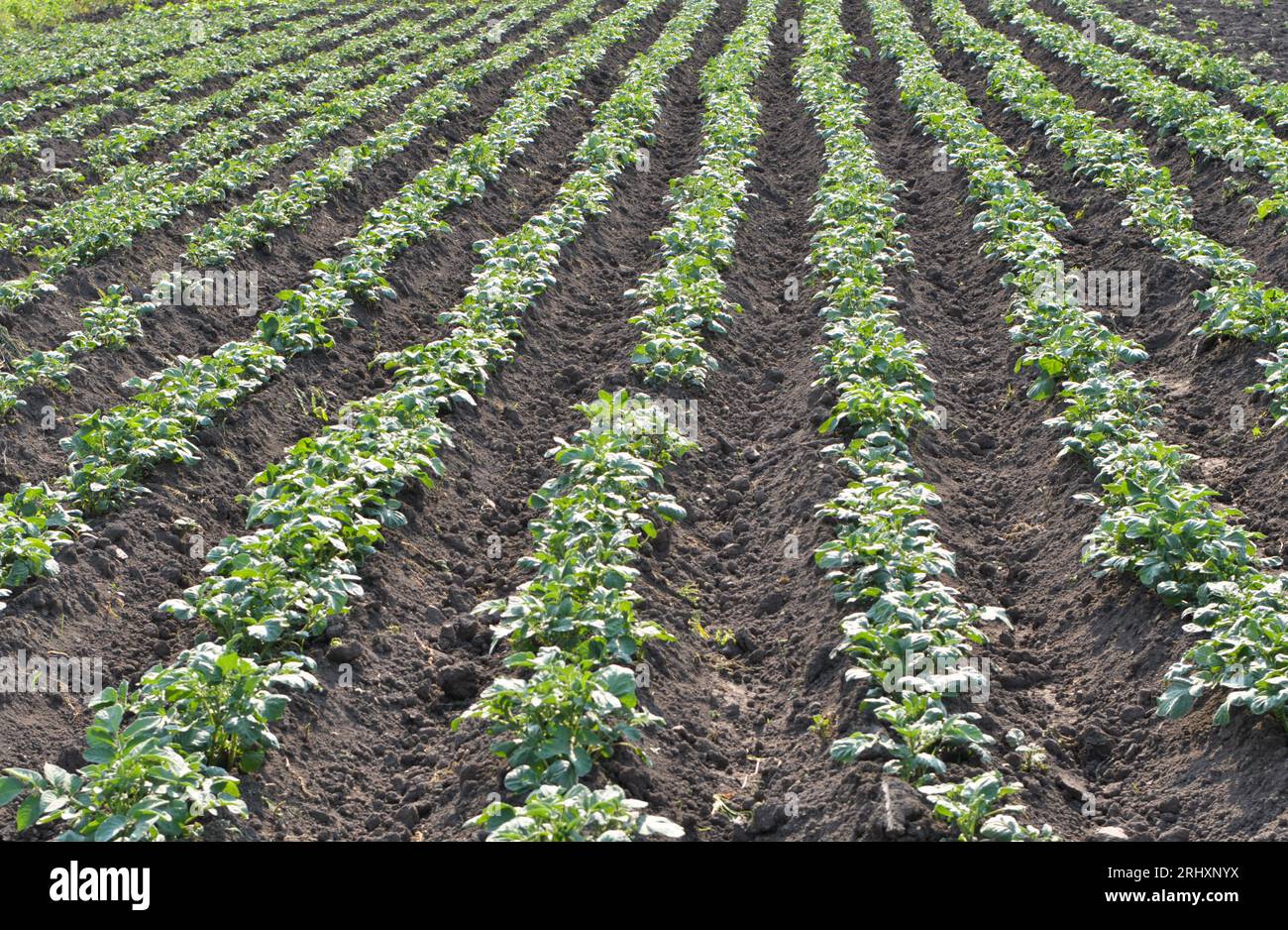 On a farmer's field growing young potatoes rolled up Stock Photo - Alamy