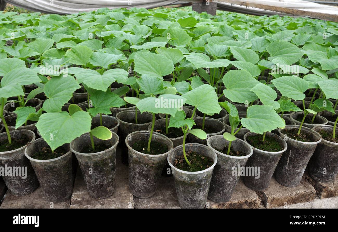 Growing seedlings of cucumbers in plastic pots with organic soil Stock