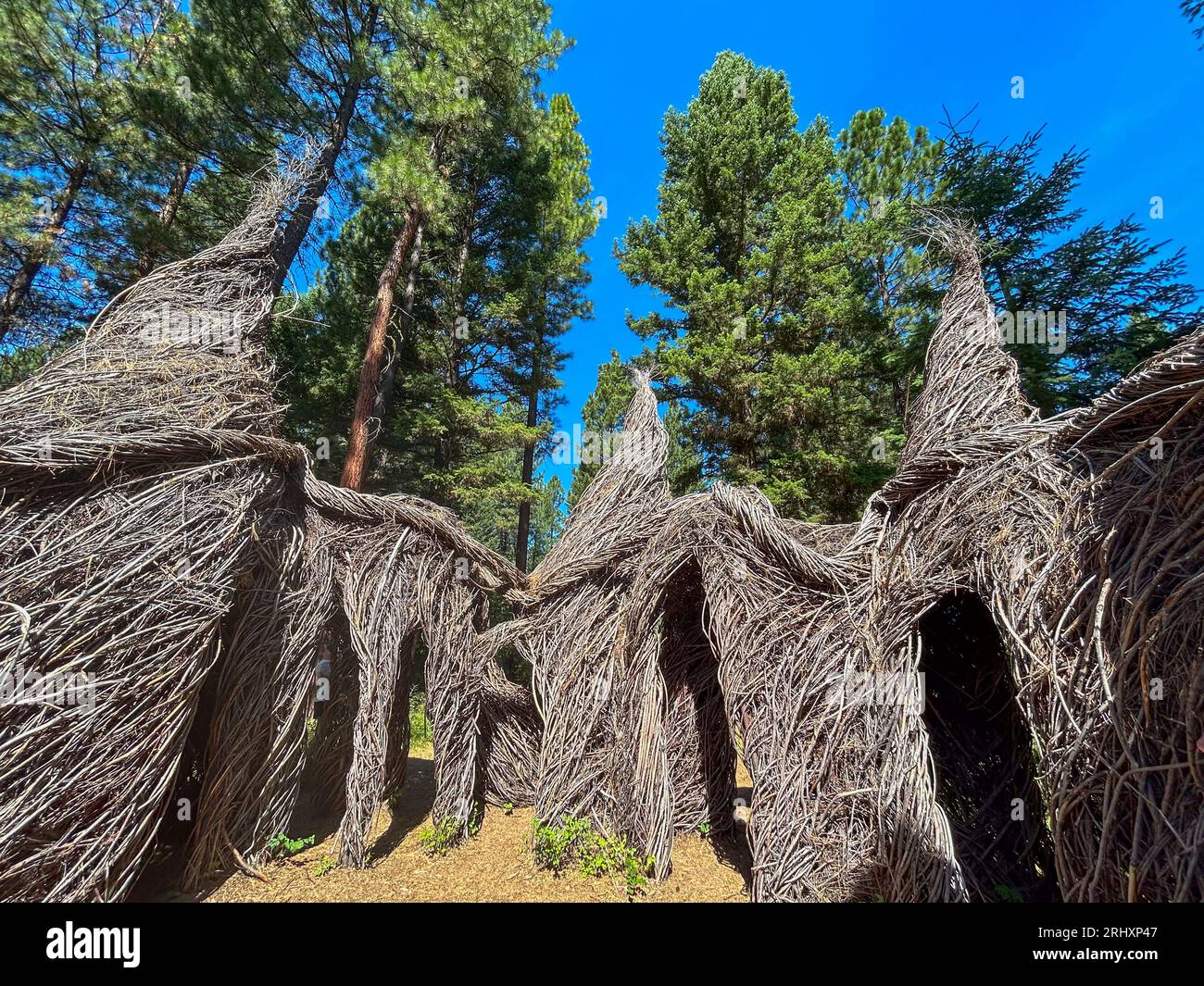 Artist Patrick Dougherty’s “Tree Circus” amid ponderosa pine trees at the Blackfoot Pathways: Sculpture in the Wild in Lincoln, Montana. Stock Photo