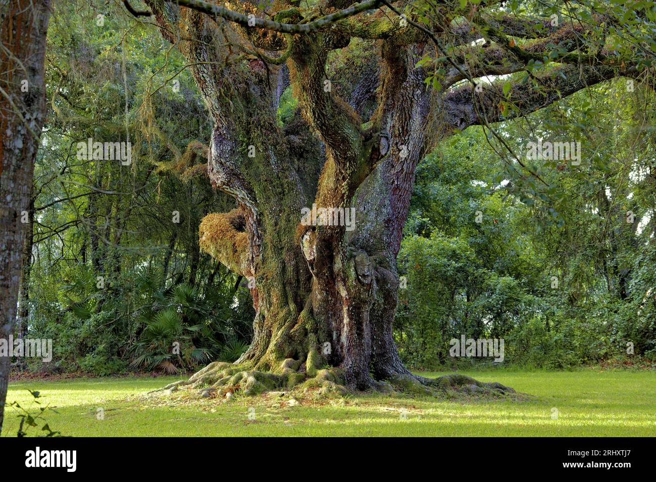 Beautiful huge oak tree hi-res stock photography and images - Alamy