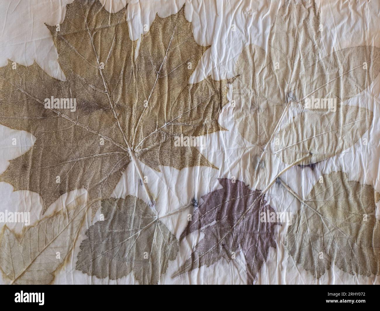 Paper stained or imprinted with the actual dried leaf color, giving purples, browns or greens. Contact dyed project. Concept of eco printing Stock Photo