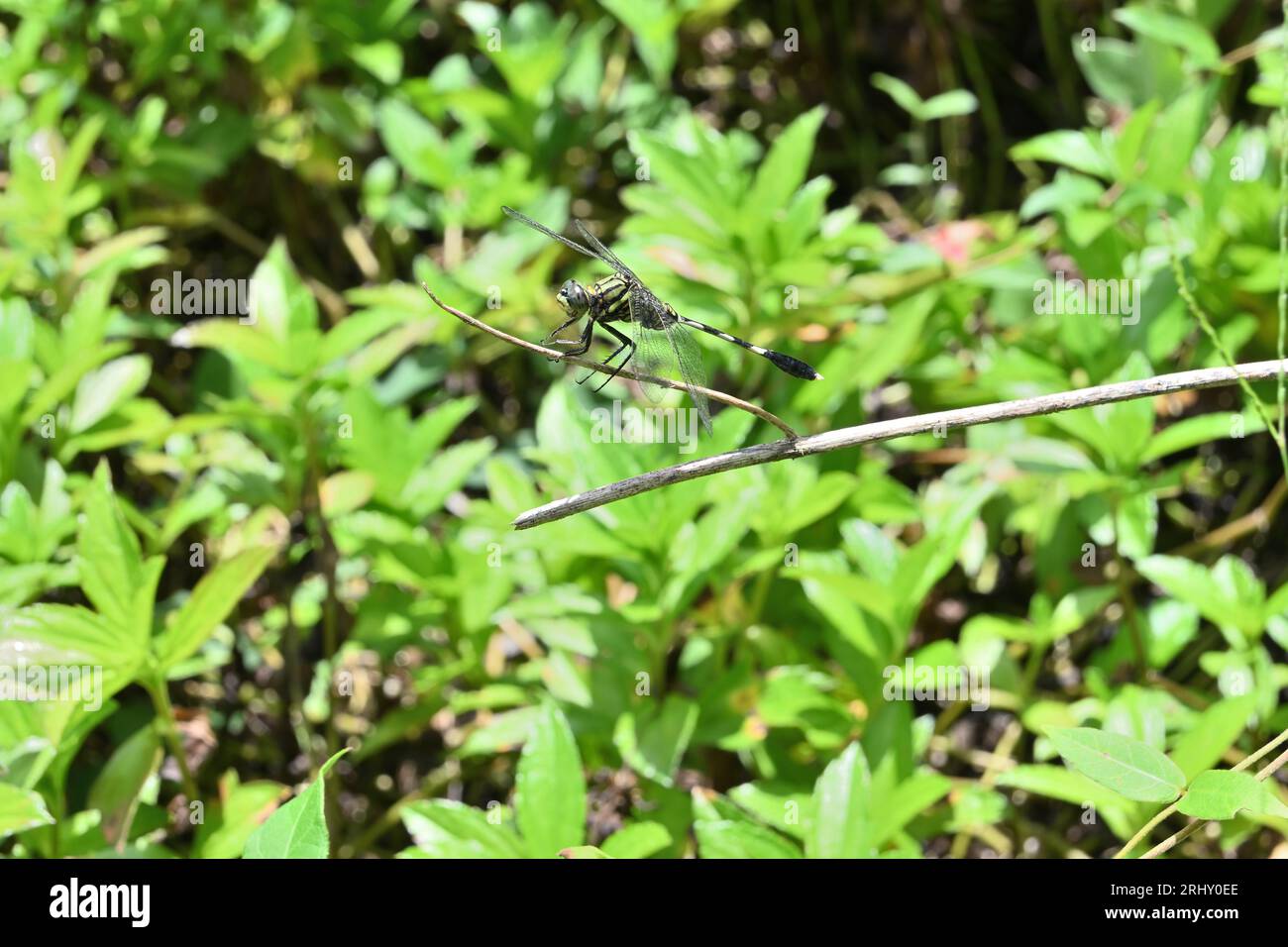 Side view of a Green Marsh Hawk dragonfly (Orthetrum Sabina) sitting on a dry stem in a lawn area Stock Photo