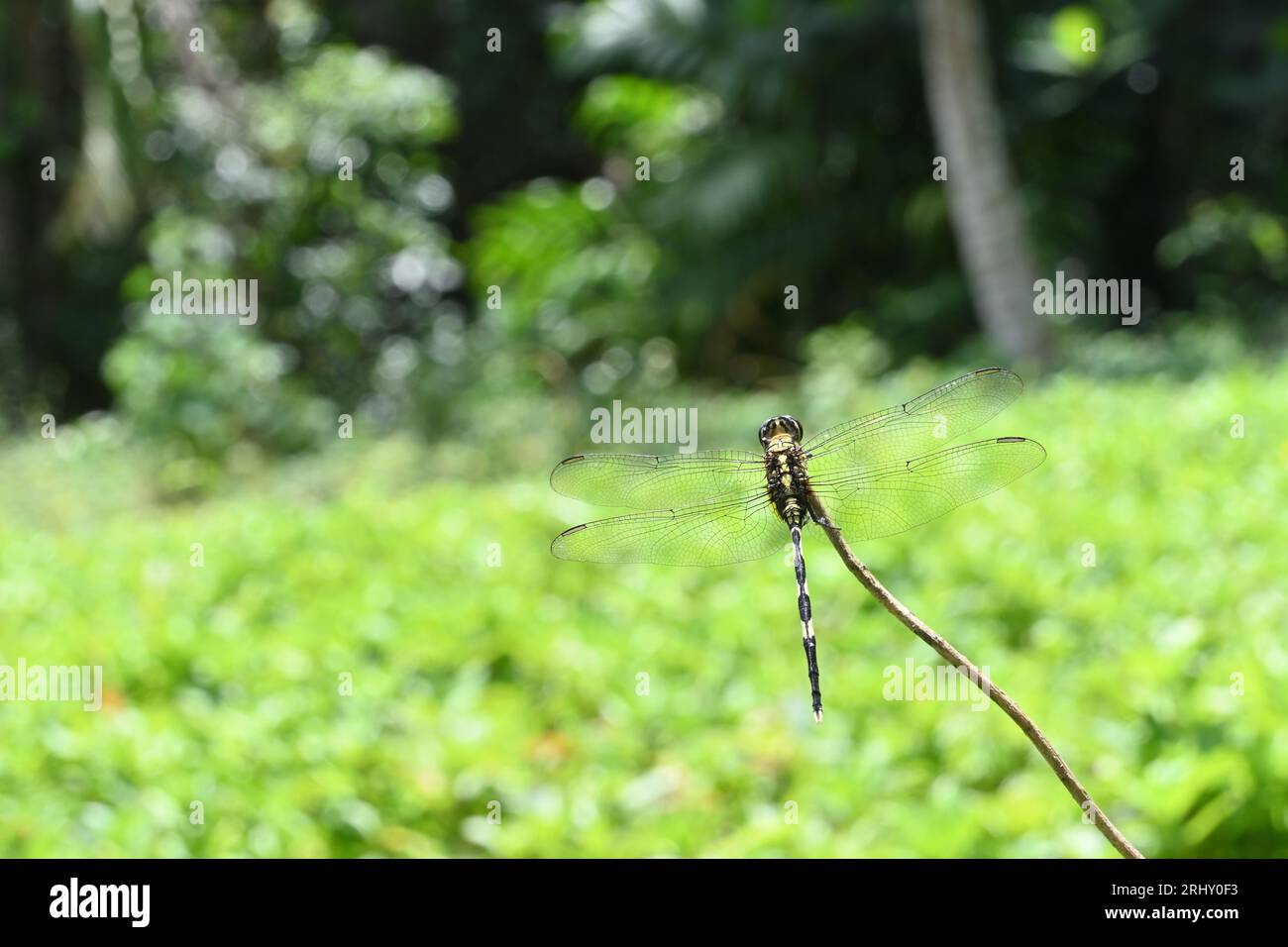 View of the Dorsal back area of a Green Marsh Hawk dragonfly perched on top of an elevated stem tip Stock Photo